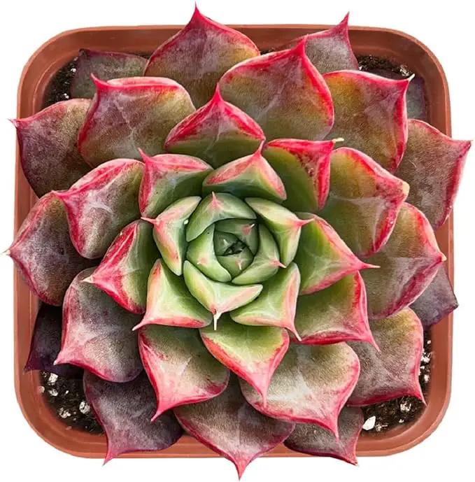2" Rare Succulent Echeveria 'Qiandao Lake', Live Succulents Plants Fully Rooted in Grower Pots, Unique Gift for Wedding Favor, Party Favor by GreenHaven Gardens