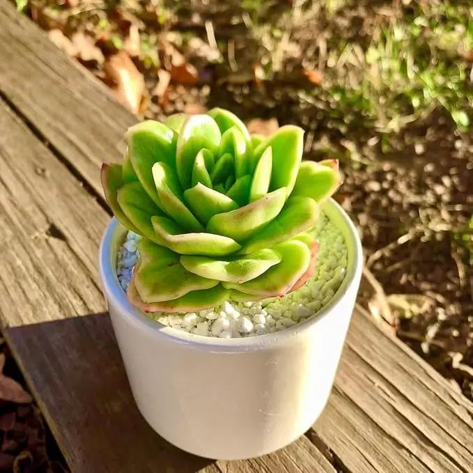 FWPP Succulents Plants Live,Echeveria ice Rose Variegated 3.5 inches Green Mini Indoor Plants,Bare Root Without Pot Soil,Live Plants for Gift Party Wedding Garden Baby Shower DIY Decor by GreenHaven Gardens