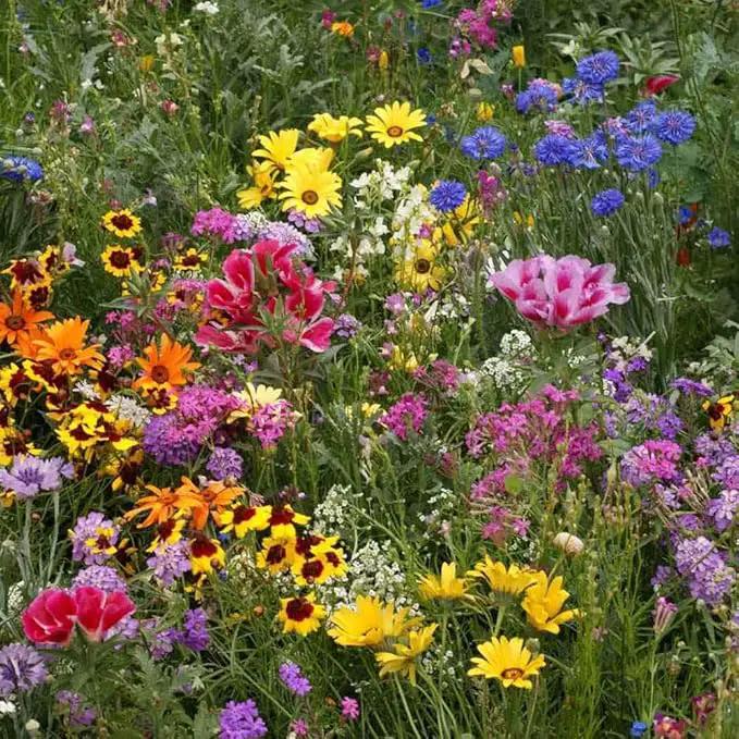 Outsidepride Low Growing Wildflower Seeds - 5 lbs Dwarf, & Short, Diverse Perennial & Annual Wild Flower Seed Mix with Long Bloom Season for Colorful Display That Thrives on All States by GreenHaven Gardens