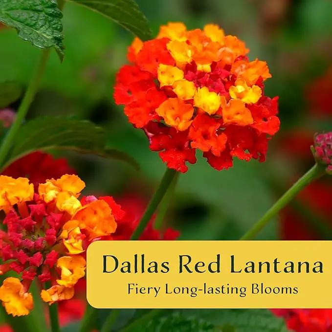 6 Dallas Red Lantana | Live Plants in 2.5-inch Nursery Cubes | Lantana Camara 'Dallas Red' Variety | Hardy Evergreen Perennial Shrub | Fiery Vibrant Blooms for Home & Garden by GreenHaven Gardens