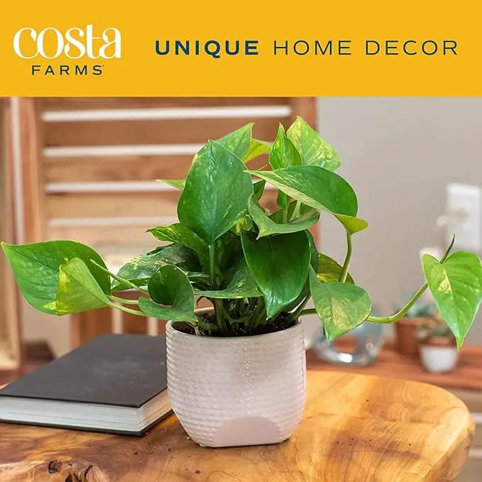 Costa Farms Pothos Live Plants (2-Pack), Easy Care Vining Live Indoor Houseplants, Air Purifier Trailing Plants Potted in Nursery Pots, Potting Soil, Gift for Office and Home Decor, 8-Inches Tall by GreenHaven Gardens