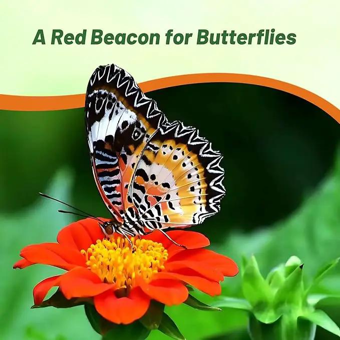 Outsidepride Red Torch Mexican Sunflower Seeds - 1000 Seeds Annual Tithonia, Fast-Growing, Heat & Drought-Tolerant Flower Seeds for Pollinator Gardens, Landscapes, & Flower Arrangements (AAS Winner) by GreenHaven Gardens