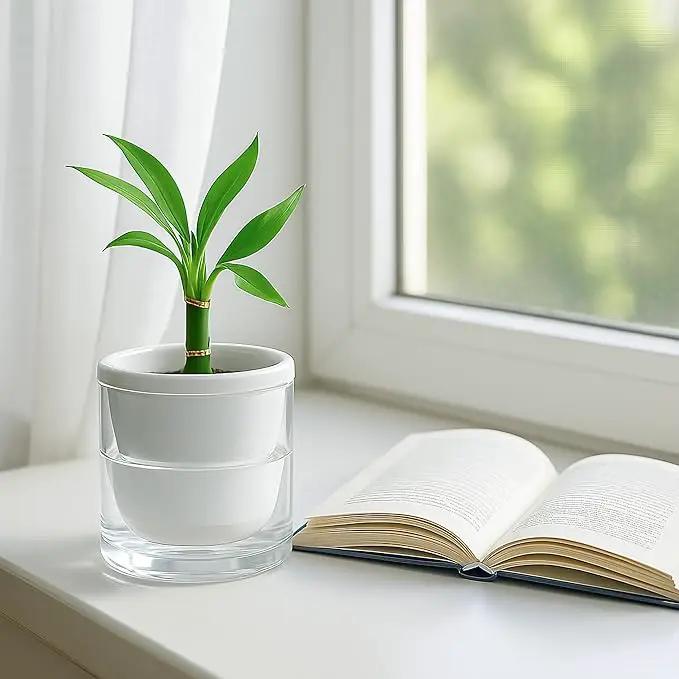 D'vine Dev 4 Inch Design Self Watering Planter for Indoor Plants, White Terracotta Pots with Cylinder Glass Cup, 37-X-A-2 by GreenHaven Gardens