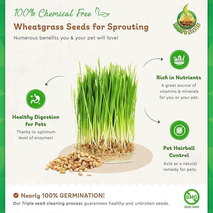 Todd’s Seeds – Cat Grass for Indoor Cats, 1lb Wheatgrass – Premium, Non-GMO, Pet-Safe & Easy to Grow – No Fillers, 100% Chemical-Free by GreenHaven Gardens