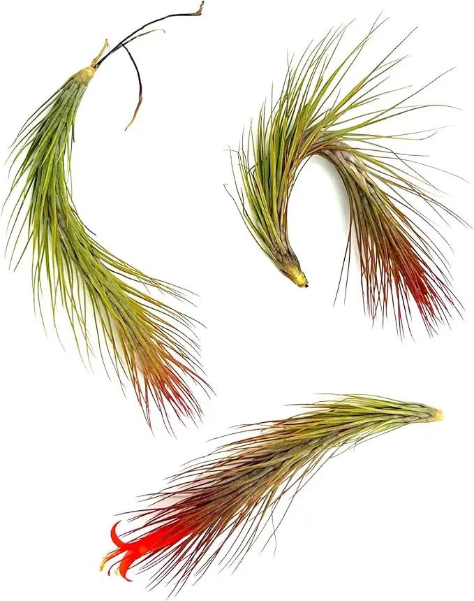 Air Plants - Tillandsia Funckiana Hybrid, Large 5-7" - 3ct - Live Arrival Guaranteed - House Plants for Home Decor & Gift by GreenHaven Gardens