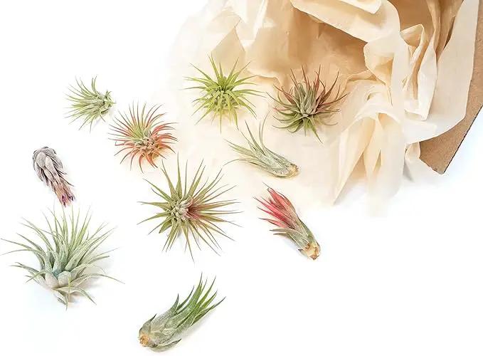 12 Pack Assorted Ionantha Air Plants - Wholesale and Bulk - Succulents - Live Tillandsia - Easy Care Indoor and Outdoor House Plants by GreenHaven Gardens