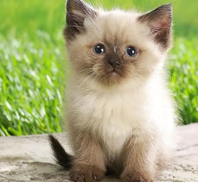 Simple Cat Grass Blend, 100% US Organic, 4 Popular Seeds: Wheat, Barley, Oats, and Rye Mix Combo, Show Your Love with a Healthy Pet Snack Treat (4 Ounce (~3200 Seeds)) by GreenHaven Gardens
