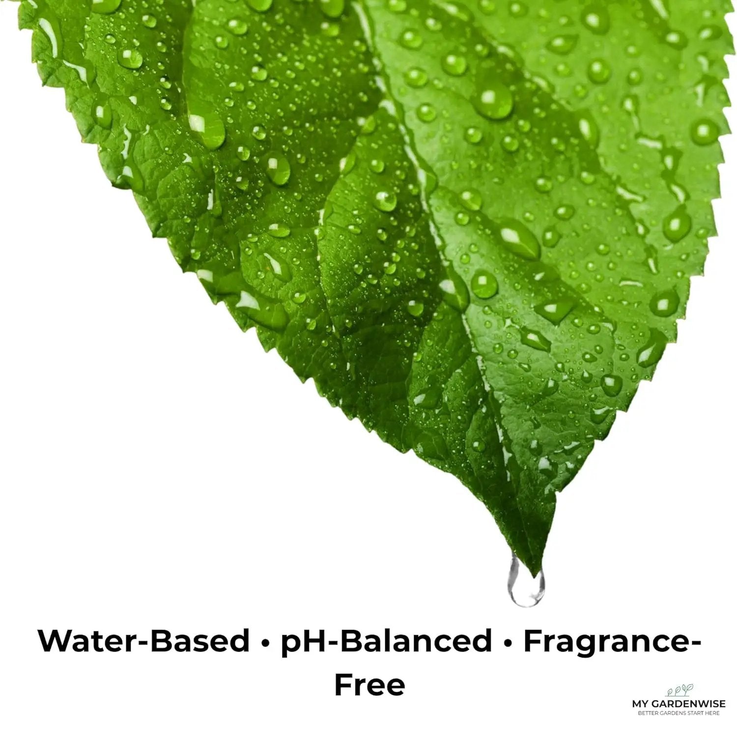 Leaf Shine Spray for Indoor Plants – Plant Leaf Cleaner & Shine for Real House Plants – Fragrance-Free, Non-Sticky, Streak-Free Finish, 8 fl oz by GreenHaven Gardens