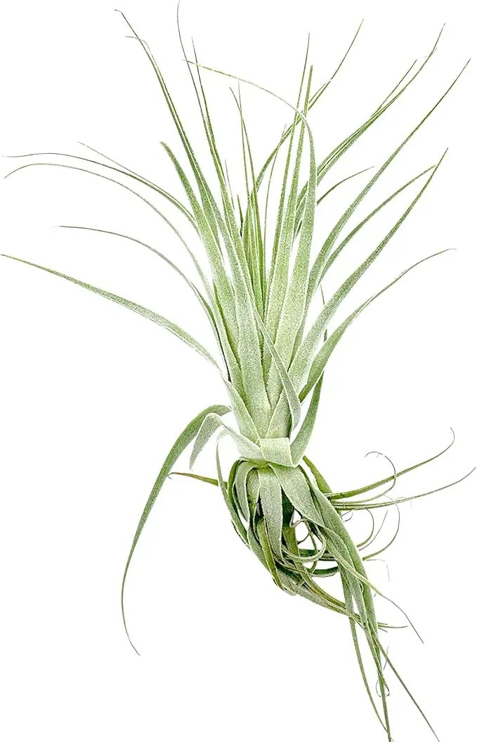 Live Air Plant - Tillandsia Gardneri 5-7” - ragnaroc Rare Collectors Indoor Tropical Plant - Live Arrival Guaranteed - House Plants for Home Decor & Gift by GreenHaven Gardens