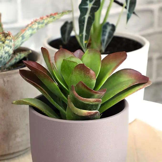 Altman Plants Desert Fire Live Succulents 4-Pack, Mini Plants Succulent Mix, Live Plants, Mini Succulents, House Plants, Live Succulent Plants, Outdoor & Indoor Plants for Event, Wedding, Kid Crafts by GreenHaven Gardens
