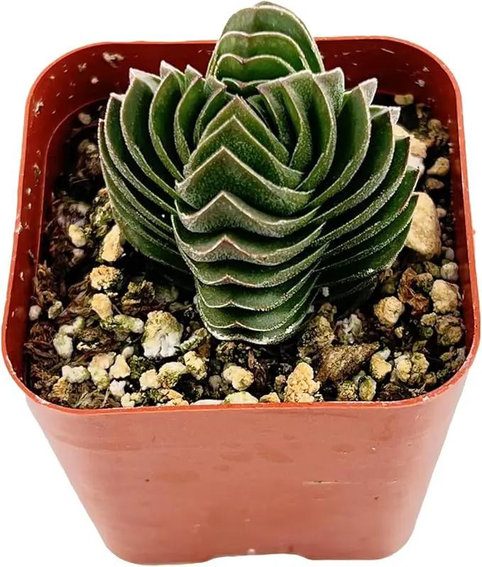2" Live Succulent Crassula cv. Buddha's Temple, Succulent Plants Fully Rooted in Pots, Unique House Plant for DIY, Party Favor, Home Office Decoration by GreenHaven Gardens