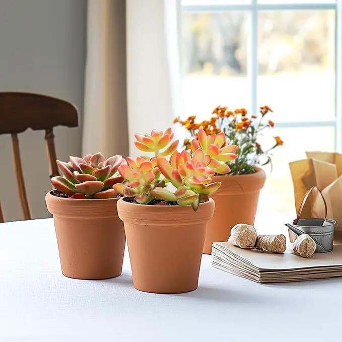 2" Live Succulent 'Sedum adolphii Shooting Stars', Rare Succulent Plants Fully Rooted in Pots, Unique House Plant for DIY, Party Favor, Home Office Decoration by GreenHaven Gardens