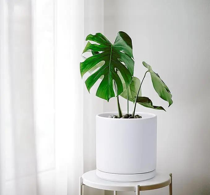 D'vine Dev 8 Inch Ceramic Planter Pot with Drainage Hole and Saucer, Indoor Cylinder Round Planter Pot, White, 94-O-D-1 by GreenHaven Gardens
