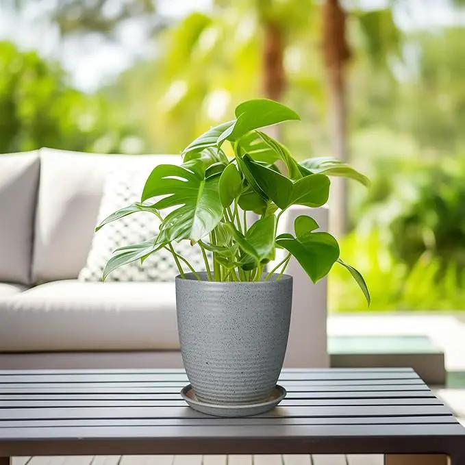 8 Inch Plant Pot Ceramic Planter Pot with Drainage Hole and Saucer Modern Round Flower Pot for Indoor Plants Light Gray by GreenHaven Gardens