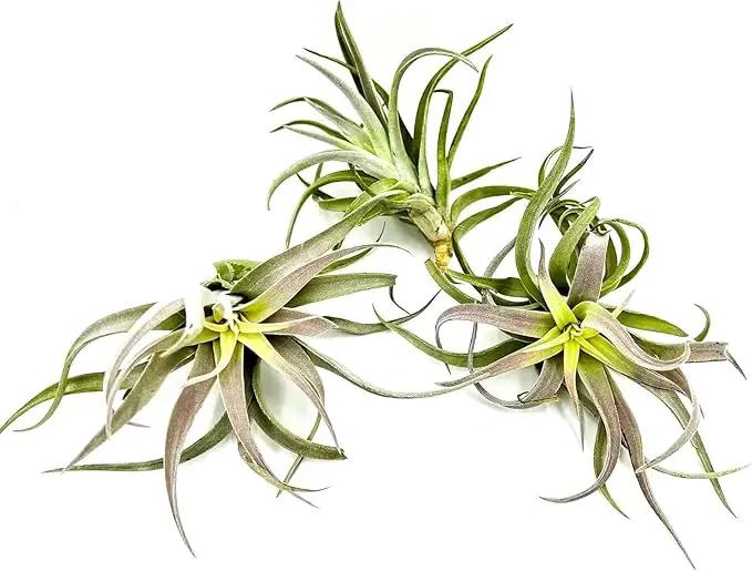 Air Plants - Tillandsia Cacticola, Jumbo 6-9" - 2ct - Live Arrival Guaranteed - House Plants for Home Decor & Gift by GreenHaven Gardens