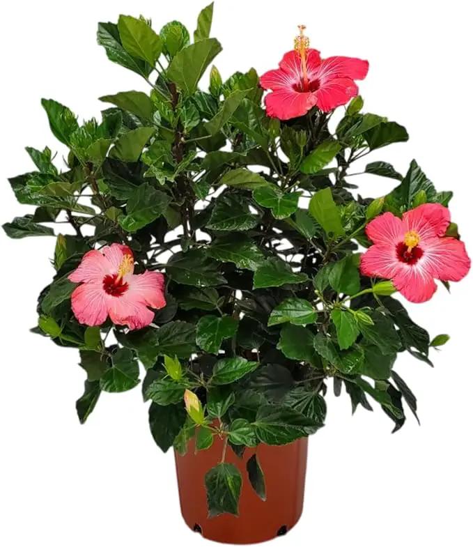 Hibiscus Bush Plant - Pink Flower - Overall Height 26" to 28" - Tropical Plants of Florida (Plant Only) by GreenHaven Gardens