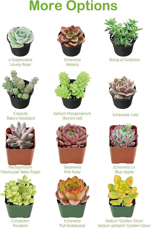 4-inch Succulent Aeonium Dodrantale, Live Succulents Plants Fully Rooted in Pots with Soil, Easy-Care House Plants for DIY, Home Office Decoration by GreenHaven Gardens
