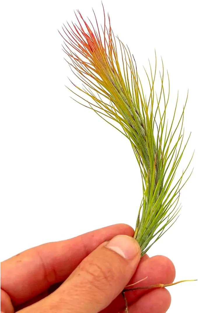 Air Plants - Tillandsia Funckiana Hybrid, Large 5-7" - 1ct - Live Arrival Guaranteed - House Plants for Home Decor & Gift by GreenHaven Gardens