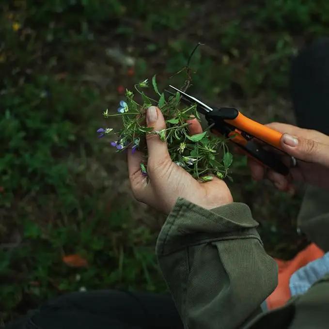 Fiskars 6" Pruning Scissors for Flower Stems, Herbs, Buds, and Small Plants, Garden Snips with Stainless Steel Blades, Gardening Trimmers with Comfortable Handle by GreenHaven Gardens