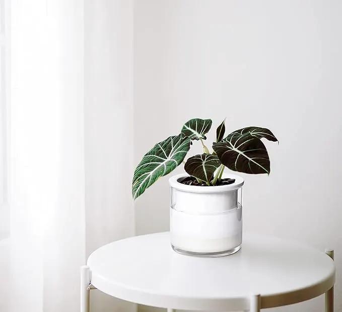 Phoenix Vine 4 Inch Self Watering Planter Pot, Design White Terracotta Pots for Plants, Indoor Cylinder Terra Cotta Pots with Glass Vase, Set of 4, 51-B-E-4 by GreenHaven Gardens