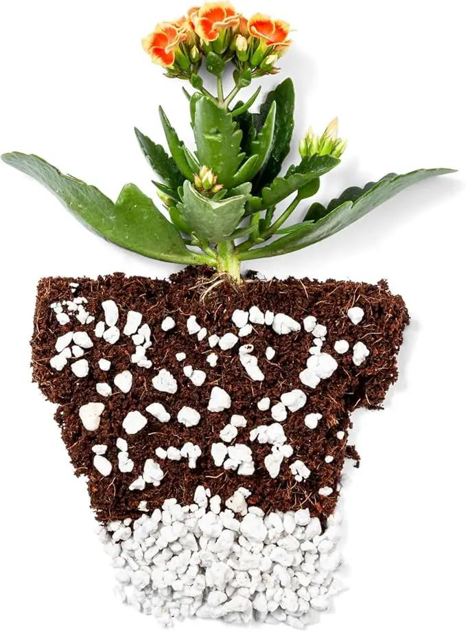 Perlite Bliss (24 Qts) - Organic Perlite for Plants - Coarse Perlite Bulk Soil Amendment - Chunky Perlite for Plants, Potting Soil, Garden Soil, & Coco Coir - Horticultural Perlite for Gardening by GreenHaven Gardens