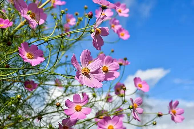 Black Duck Set of 500 Flower Seed Packets! Flower Seeds in Bulk - Best Value Seeds - Great for Classrooms, Beginner Gardeners and Kids! - Deluxe Varieties! (500) by GreenHaven Gardens