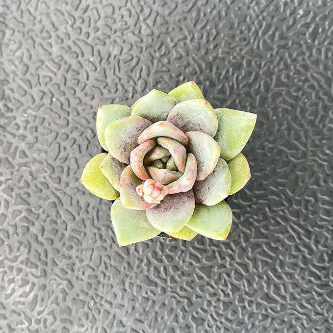 2" Live Succulent 'E. German Champagne', Rare Succulent Plants Fully Rooted in Pots, Unique House Plant for DIY, Party Favor, Home Office Decoration by GreenHaven Gardens