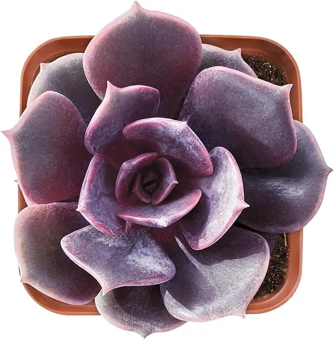 Live Succulent Echeveria Red Robe, Approx 2-inch Large, Potted Succulents, Fully Rooted, Easy Care House Plants by GreenHaven Gardens