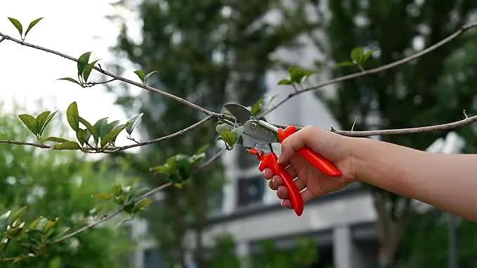 8" Professional Heavy Duty Anvil Pruning Shears with SK-5 Blades, Garden Shears for Dry Stems and Small Branches, Gardening Scissors, Clippers for Wood, Plastic, Rubber, Leather | LFXP1108 by GreenHaven Gardens