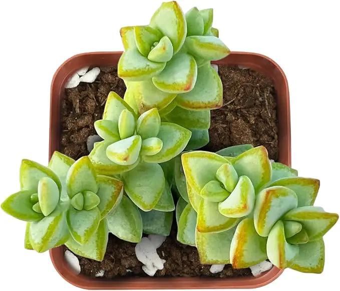 Live Succulent 'Bead Vine', Approx 2-inch Large, Potted Succulents, Fully Rooted, Easy Care House Plants by GreenHaven Gardens