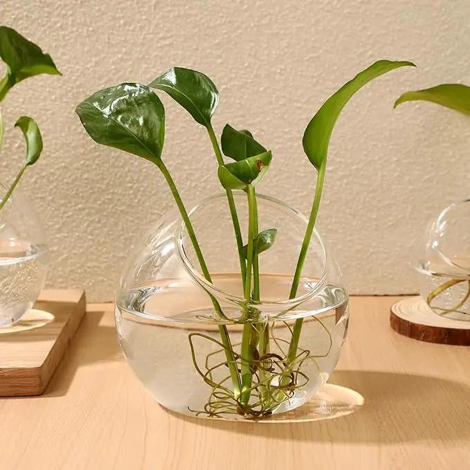 Mipcase 3 Pcs Plant Terrarium Plant Holder Terrarium Air Plant, 3 Round Glass Vase for Succulents, Clear Bubble Planter for Home Decor, Oblique Opening Glass Bowls Succulent Orbs Mini Tank by GreenHaven Gardens