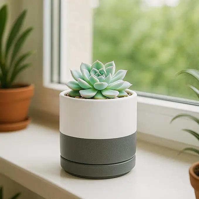 D'vine Dev Set of 4 Small Ceramic Plant Pots, 3.5 Inch Succulent Planter Pot for Plants with Drainage Hole and Saucer, White/Speckled Grey, 94-X-A-6 by GreenHaven Gardens