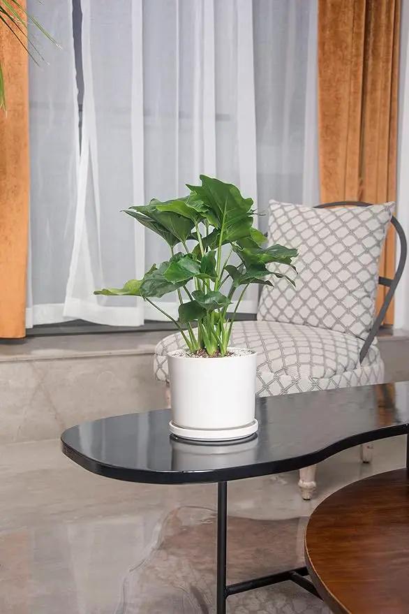 Ekirlin 9 inch Plant Pots,Ceramic Flower Planters Indoor,Modern Succulents Containers with Drain Hole Saucer,Decorate Home,Office & Outdoor (White) by GreenHaven Gardens
