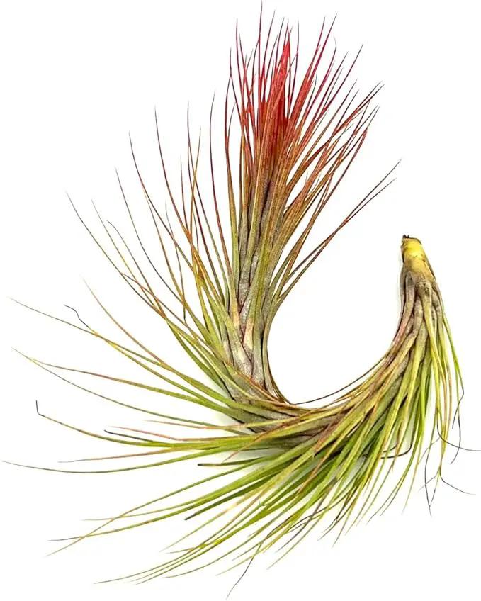 Air Plants - Tillandsia Funckiana Hybrid, Large 5-7" - 1ct - Live Arrival Guaranteed - House Plants for Home Decor & Gift by GreenHaven Gardens