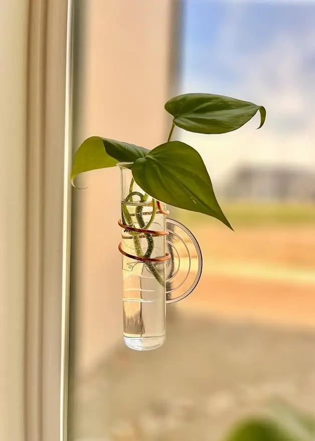 The Little Window Propagator- Window Plant Propagation Station with Removable Glass Test Tubes, Indoor Clippings, Cut Flowers, Herbs, Succulents | Home Decor | Plant Lover Gift by GreenHaven Gardens