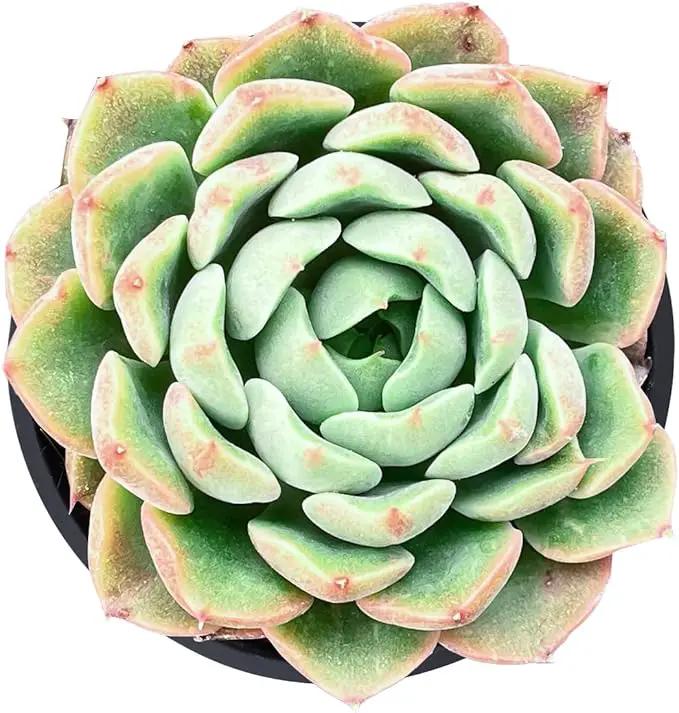 Live Succulent Echeveria Red Peach Variegated, Approx 2-inch Large, Potted Succulents, Fully Rooted, Easy Care House Plants by GreenHaven Gardens