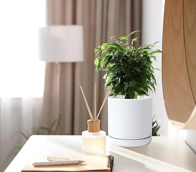 D'vine Dev Set of 2 Plants Pots, 6 Inch Ceramic Planter Pot for Plants with Drainage Hole and Saucer, White, 94-V-C-1 by GreenHaven Gardens