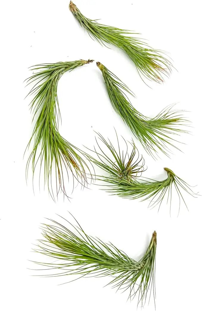 Air Plants - Tillandsia Funckiana Hybrid, Large 5-7" - 5ct - Live Arrival Guaranteed - House Plants for Home Decor & Gift by GreenHaven Gardens