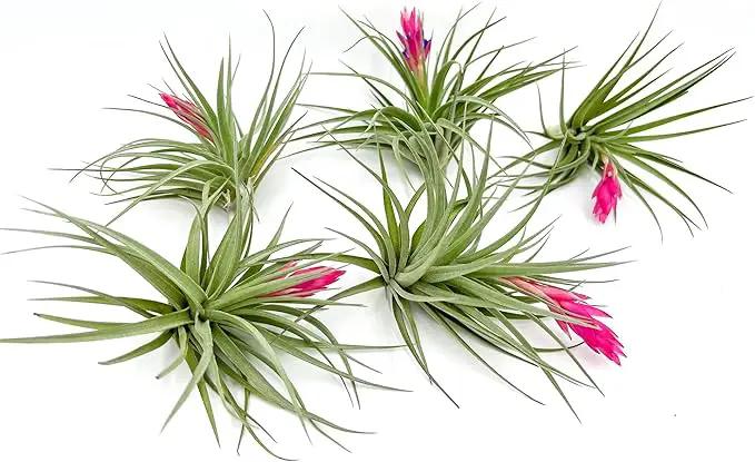 Air Plants - Flowering Tillandsia Stricta Large 5" - 5ct - Live Arrival Guaranteed - House Plants for Home Decor & Gift by GreenHaven Gardens