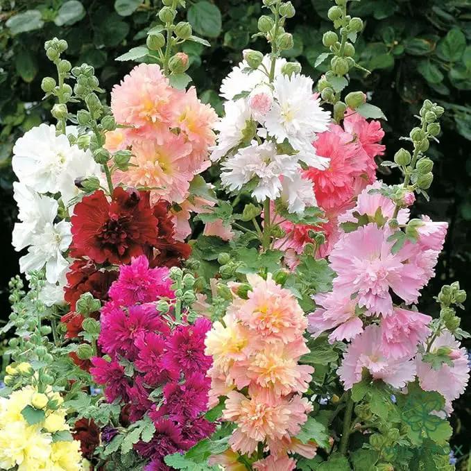 Premium Rare Hollyhock Seeds – 400+ Queeny Dwarf Hollyhock Flower Seeds – Non-GMO, Heirloom Perennial – Showy Blooms for Outdoor Planting (Queeny Hollyhock) by GreenHaven Gardens