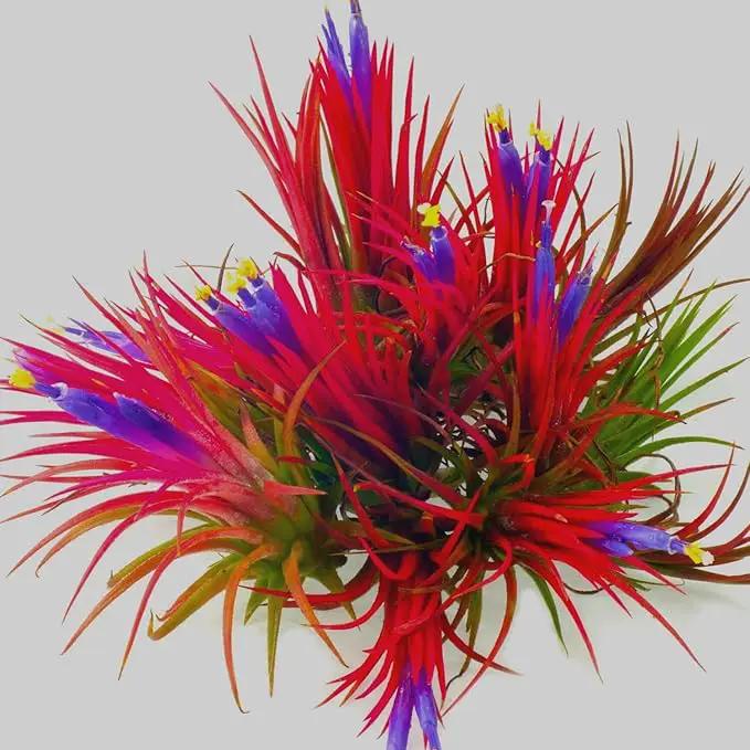Red Tillandsia Air Plants Live, Set 20 Live Plant, Tillandsia Plants, Succulents Plant Live, Indoor and Outdoor House Plant by GreenHaven Gardens