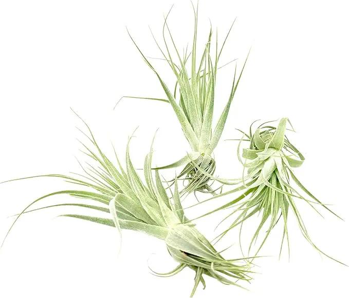 Live Air Plant - Tillandsia Gardneri 5-7” - 3ct - ragnaroc Rare Collectors Indoor Tropical Plant - Live Arrival Guaranteed - House Plants for Home Decor & Gift by GreenHaven Gardens