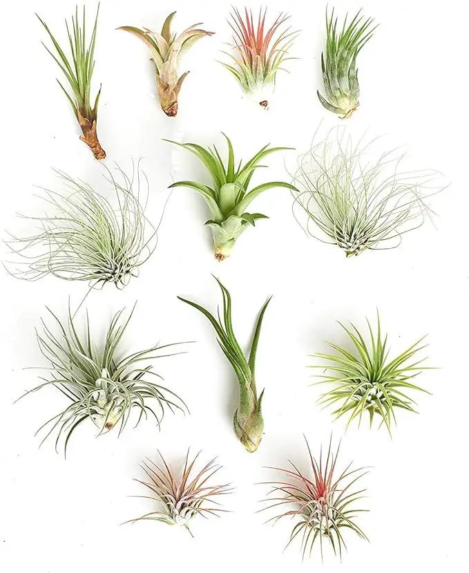 Shop Succulents | Assorted Collection of Tropical Tillandsia Air Plant Kit, Hand Selected Variety Pack | Collection of 12 by GreenHaven Gardens