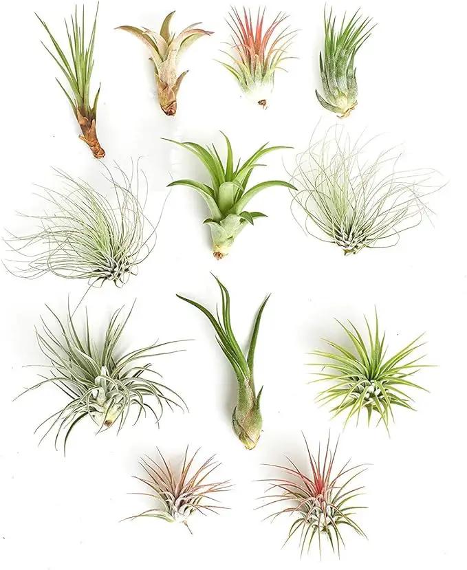 Shop Succulents | Assorted Collection of Tropical Tillandsia Air Plant Kit, Hand Selected Variety Pack | Collection of 12 by GreenHaven Gardens