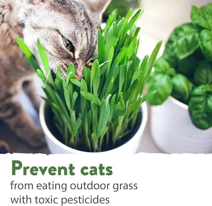 HOME GROWN 30,000+Cat Grass Seeds (6oz) 𝗡𝗢𝗡-𝗚𝗠𝗢 𝗨𝗦𝗔 Heirloom Barley & Oat Mix – Refill for Indoor Cat Grass Growing Kit – Safe Healthy Green Grass for Cats – Pet Grass for Eating & Digestion by GreenHaven Gardens