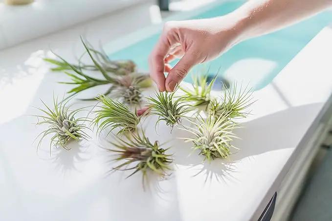 12 Pack Assorted Ionantha Air Plants - Wholesale and Bulk - Succulents - Live Tillandsia - Easy Care Indoor and Outdoor House Plants by GreenHaven Gardens