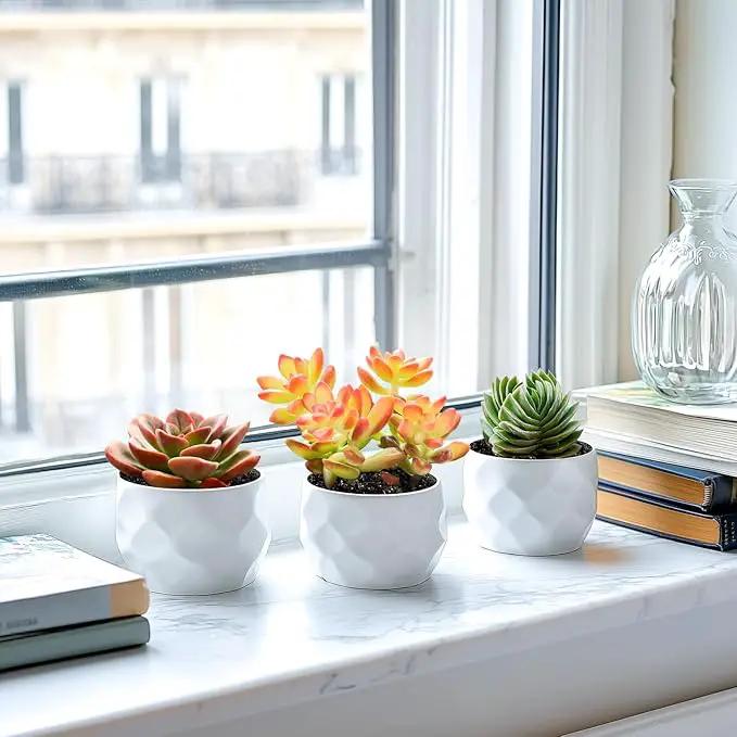 2" Live Succulent 'Sedum adolphii Shooting Stars', Rare Succulent Plants Fully Rooted in Pots, Unique House Plant for DIY, Party Favor, Home Office Decoration by GreenHaven Gardens