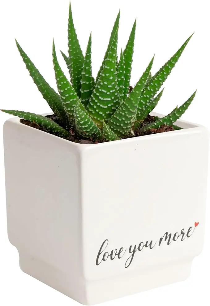 Costa Farms Mini Haworthia Succulent Fully Rooted Live Indoor Plant 6-Inches Tall, in Kokedama Ball by GreenHaven Gardens