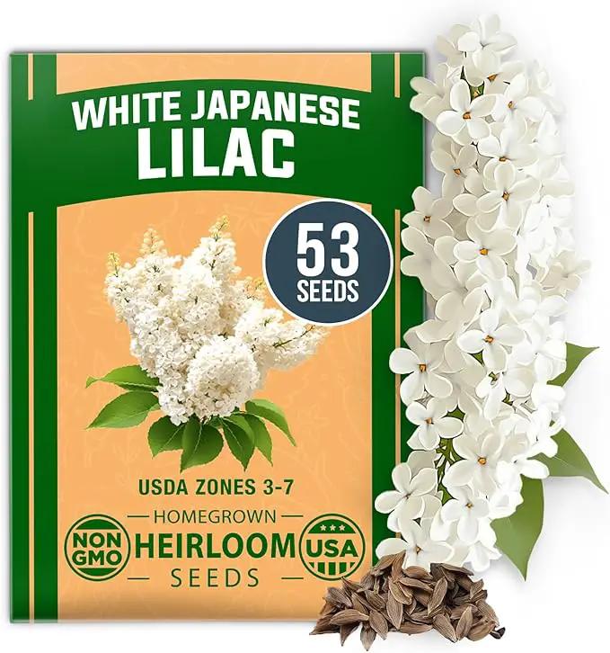 HOME GROWN 𝗨𝗦𝗔 53 White Lilac Flower Seeds Non-GMO, Heirloom Tree Seeds for Planting, Fragrant Flowering Tree Seeds for Landscaping, Pollinator Gardens, and Ornamental Borders (Syringa reticulata) by GreenHaven Gardens