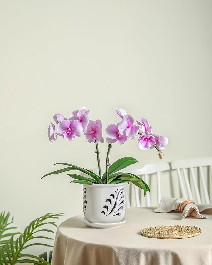 Ceramic Orchid Pot, 6 Inch Orchid Pots with Holes and Saucer for Indoor/Outdoor Plants Drainage & Air Circulation, White Orchid Planter for Repotting or New Plants by GreenHaven Gardens